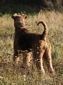 airedale-terrier103