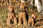 airedale-terrier105