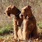 airedale-terrier107