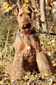 airedale-terrier109