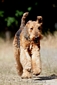 airedale-terrier11