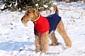 airedale-terrier113