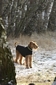 airedale-terrier115