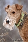 airedale-terrier116