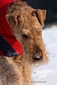 airedale-terrier117