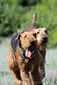 airedale-terrier12