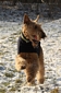 airedale-terrier122