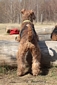 airedale-terrier123