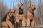 airedale-terrier126