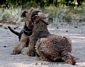 airedale-terrier13