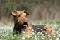 airedale-terrier130