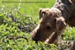 airedale-terrier132