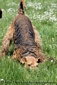 airedale-terrier133