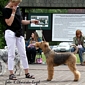 airedale-terrier135