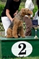 airedale-terrier138