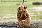 airedale-terrier141