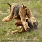 airedale-terrier143