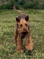 airedale-terrier147