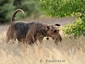 airedale-terrier15