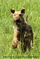 airedale-terrier151