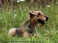 airedale-terrier152