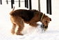 airedale-terrier164