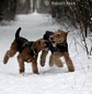 airedale-terrier167