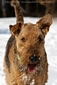 airedale-terrier176