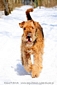 airedale-terrier178