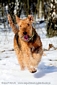 airedale-terrier182