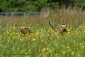 airedale-terrier186