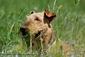 airedale-terrier187