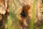 airedale-terrier19