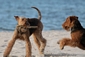 airedale-terrier192