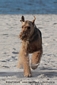 airedale-terrier193