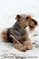 airedale-terrier194