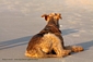 airedale-terrier196