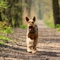 airedale-terrier2