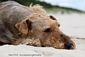 airedale-terrier201