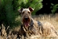 airedale-terrier204