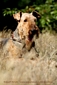 airedale-terrier205