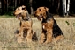 airedale-terrier207