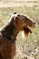 airedale-terrier208