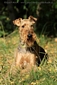 airedale-terrier213