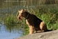 airedale-terrier214