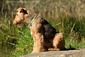 airedale-terrier215