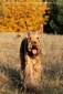 airedale-terrier220