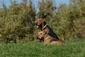 airedale-terrier225