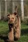 airedale-terrier227