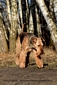 airedale-terrier229